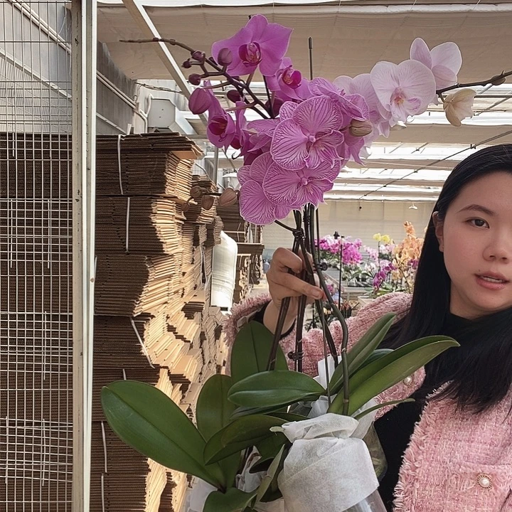 完全开放两颗带花苞孟菲斯，一颗朗布隆，一颗瑕疵曼塔安汶。