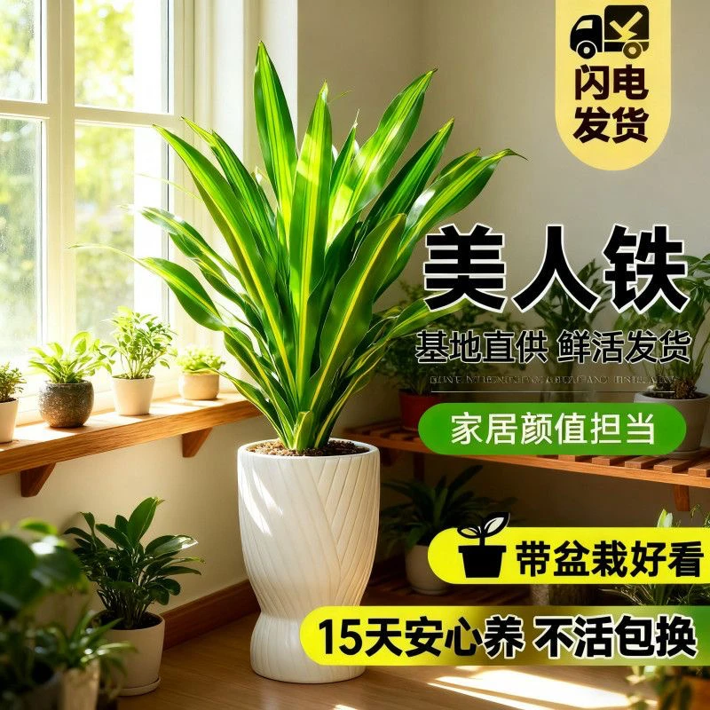 金心巴西铁盆栽大型室内植物四季常青净化空气落地桌面
