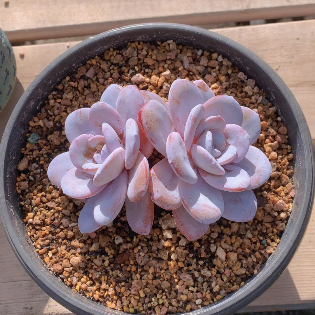 c***n逸园精品多肉植物