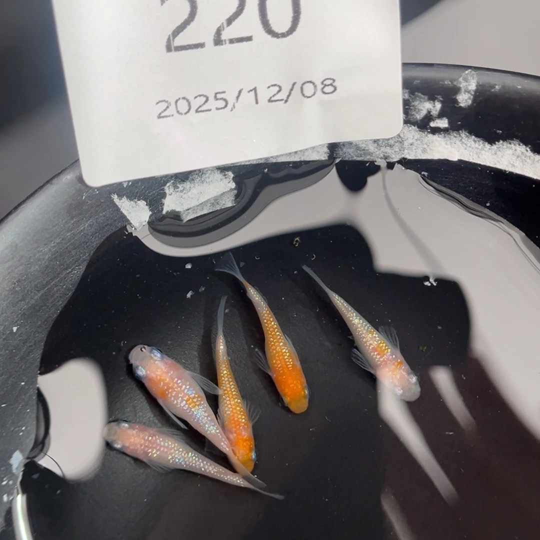 青鳉鱼220王华短五尾