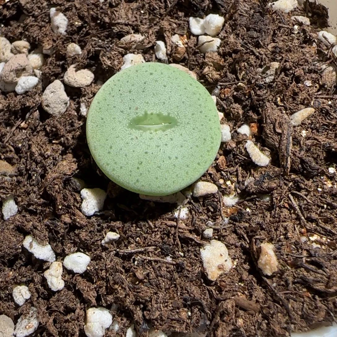 肉锥多肉植物组合-杂交大饼1479