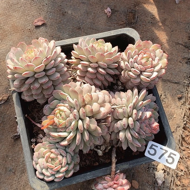 575鲁冰一物一拍多肉