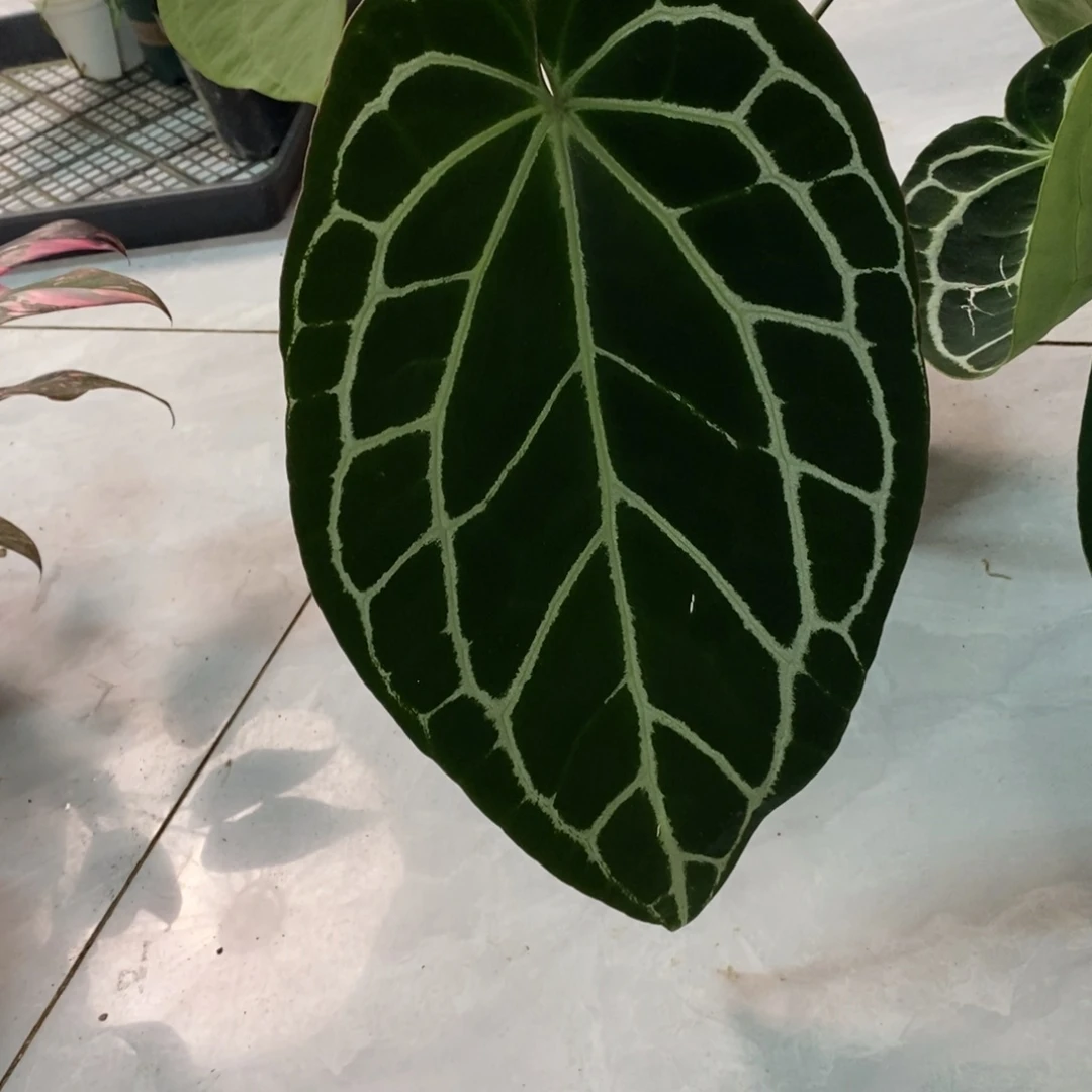 不开花植物哥伦比亚黑水晶