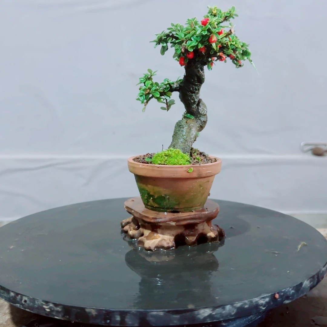 星***珃白花小叶珍珠栒子