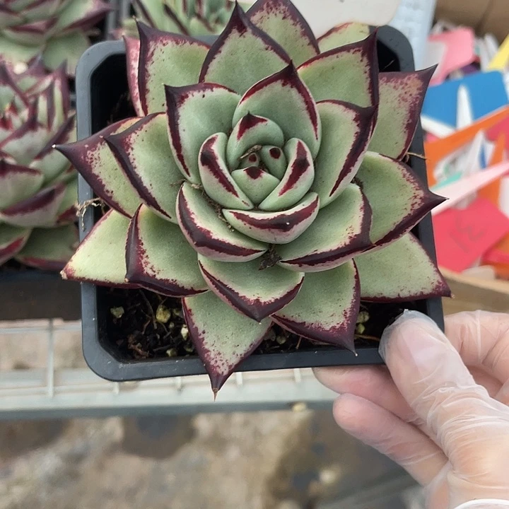 两单包邮，一物一拍，黑檀汁121