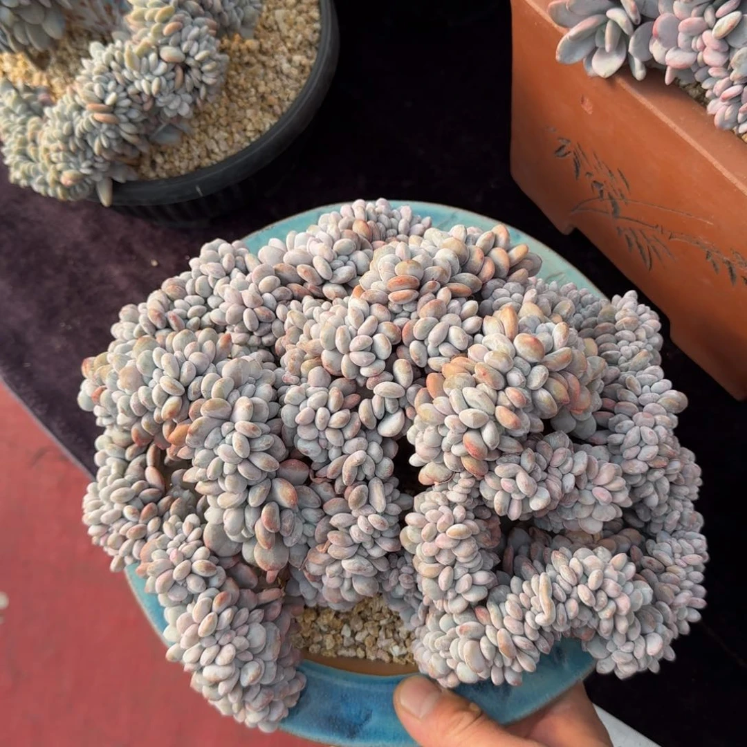 26厘米的尺寸一物一拍的