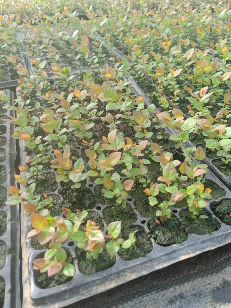 双十一活动福利一天钵苗