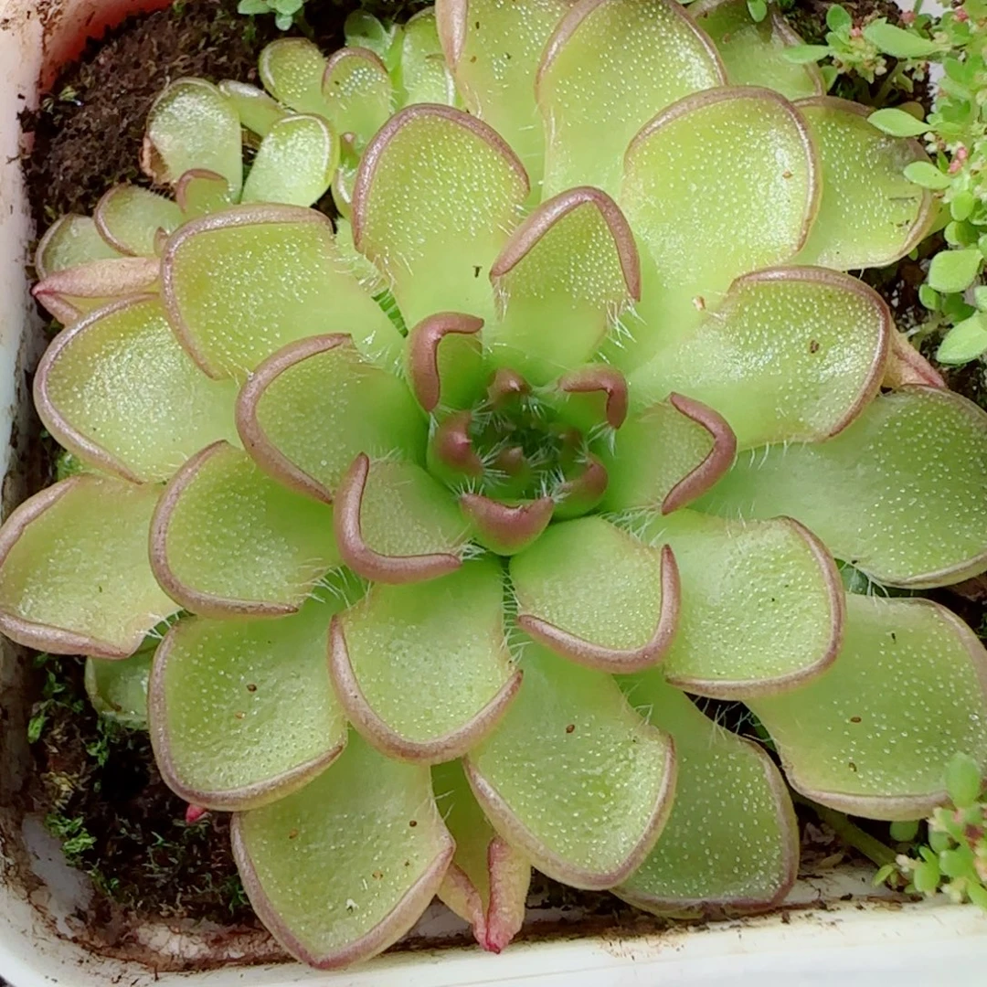 花语逸镜1012-349近藤捕虫堇