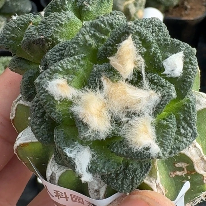 无花朵苗接新顿638