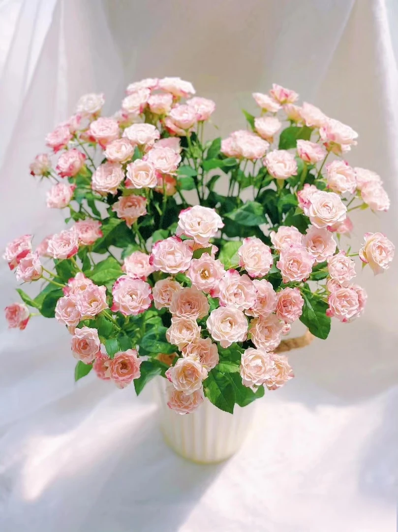 【折射多头玫瑰】拍两单包邮京东冷链 家用鲜切花插花