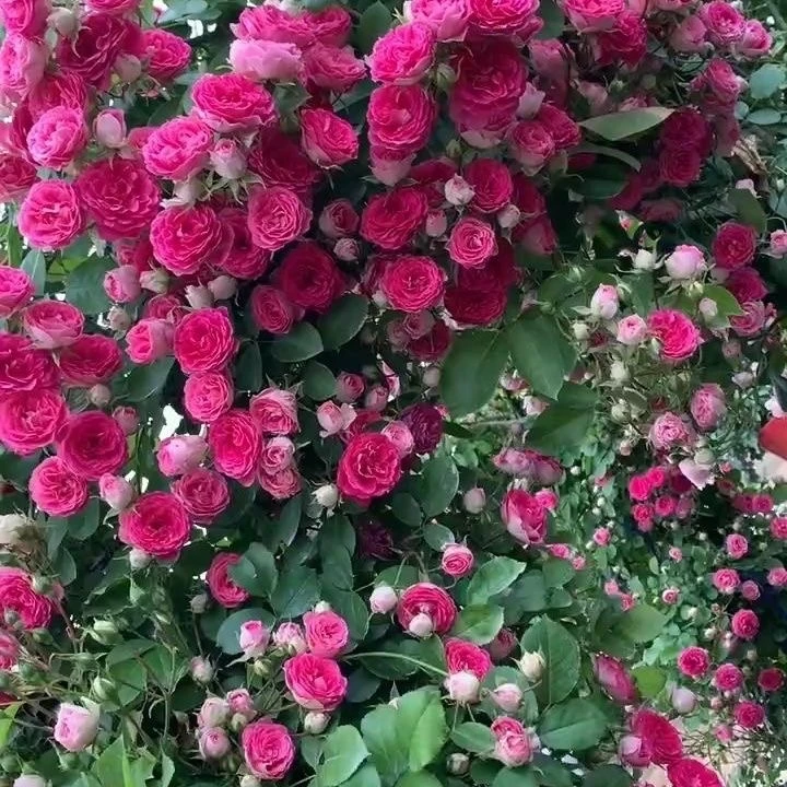 胭脂扣欧月藤本月季爬藤植物蔷薇花大苗阳台庭院拱门花架多季开花