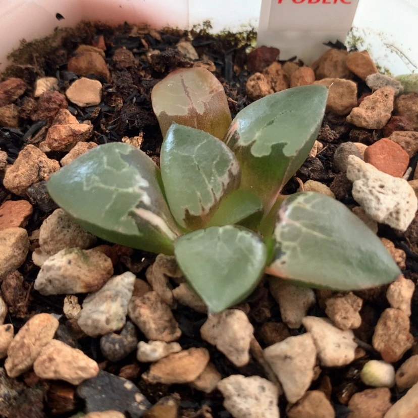 【闪购商品】475火凤凰