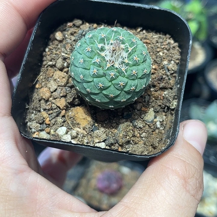 实生菊水仙人球一颗