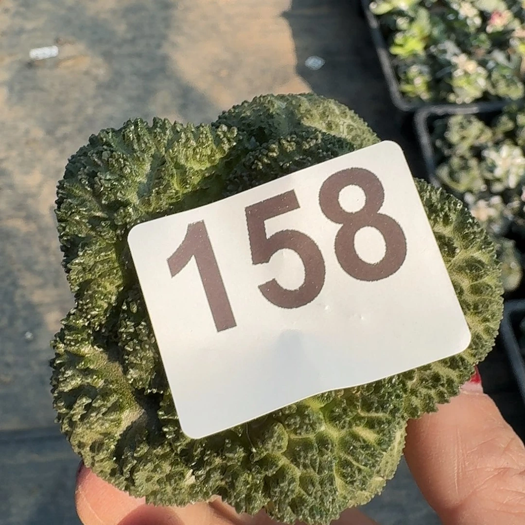 啊***哒无花朵哥斯拉牡丹158