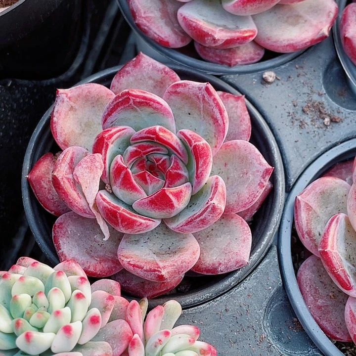 夜魔侠9.9一盆5588866885586