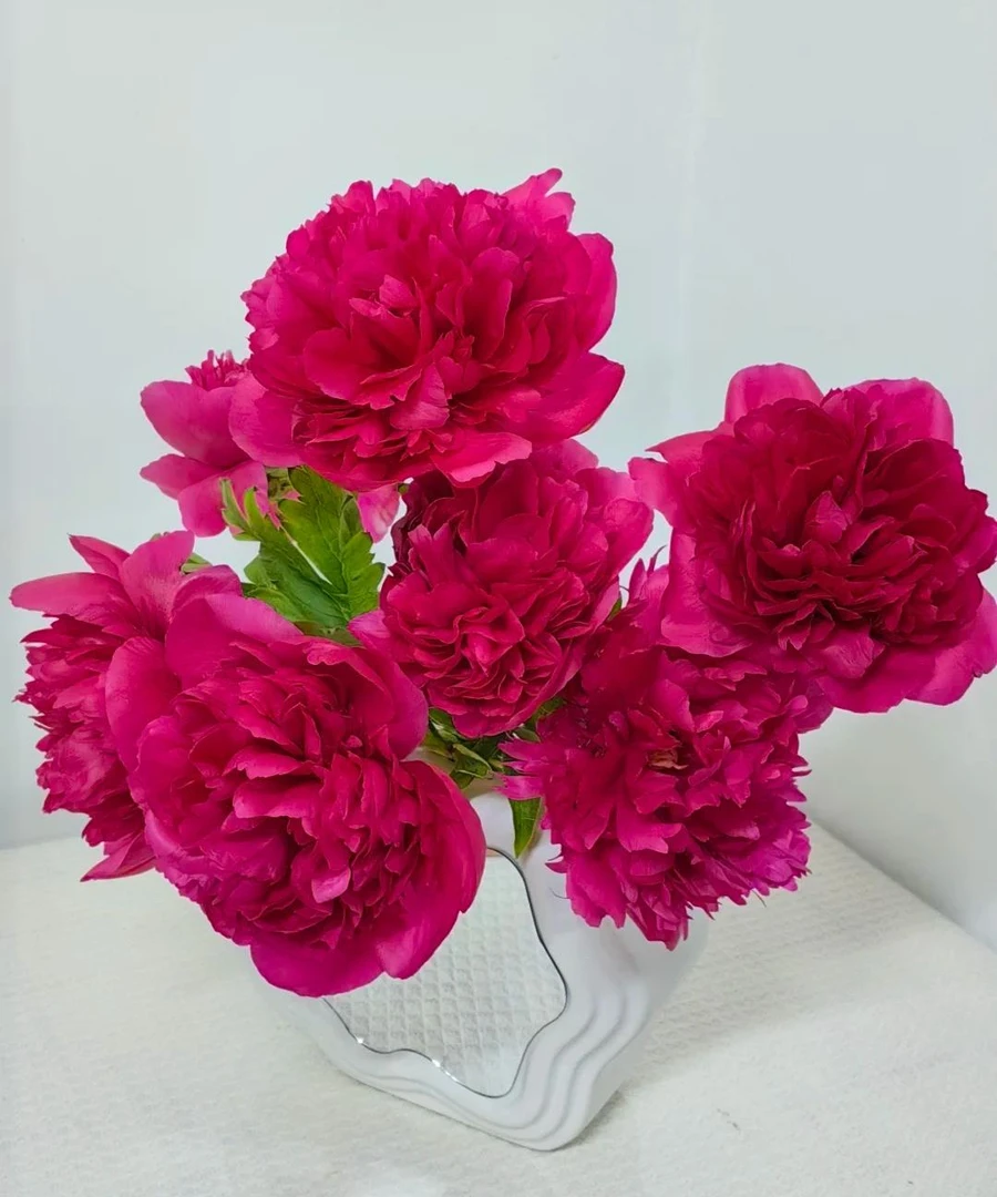 【山东盛世芍韵】芍药御前表演鲜切花云南直发一单顺丰冷链两单空运