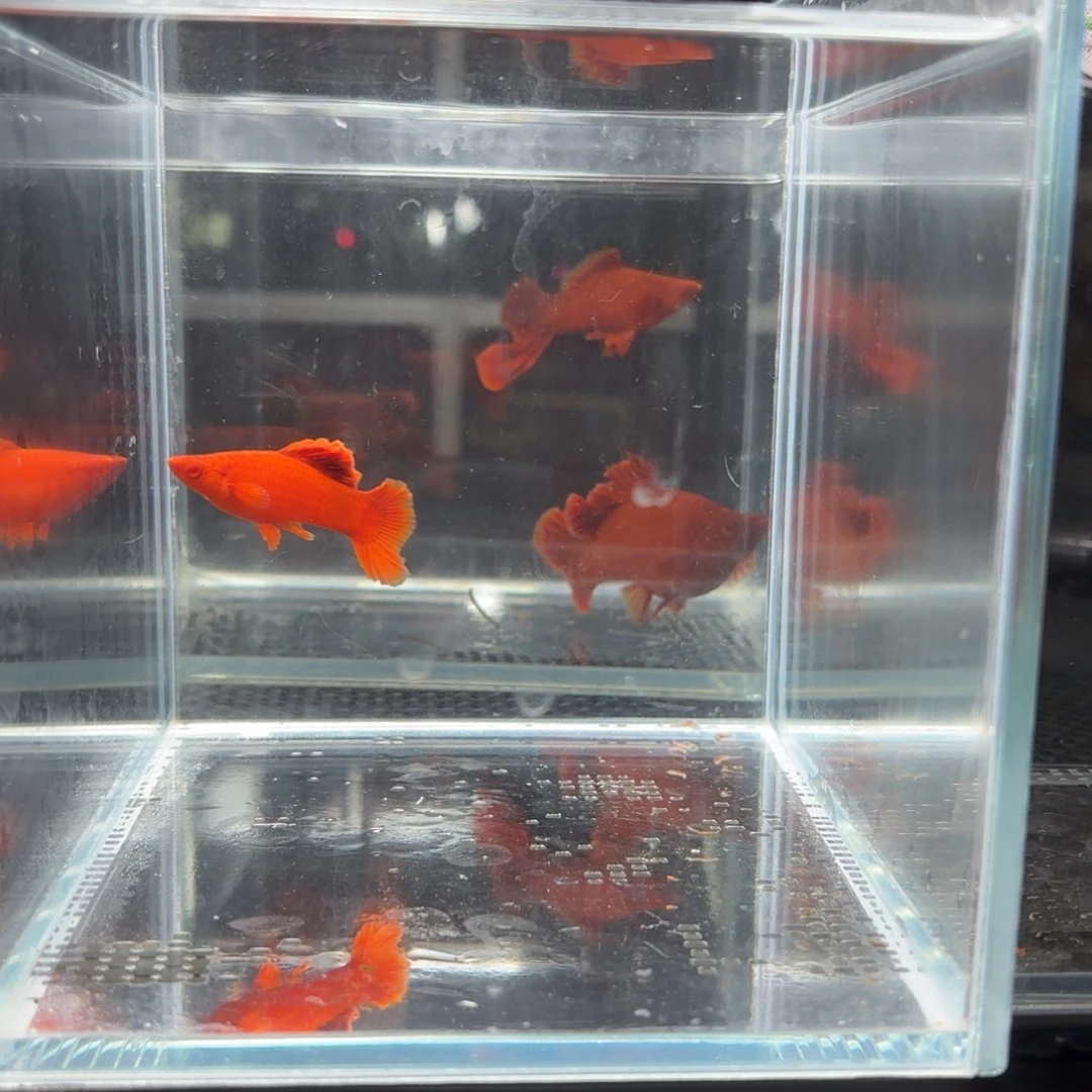 小***栋海水半月尾红箭鱼一公