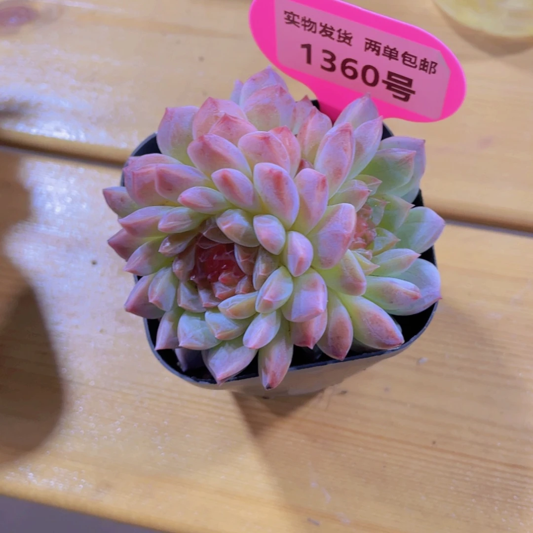 1360号 孤品糖心多头