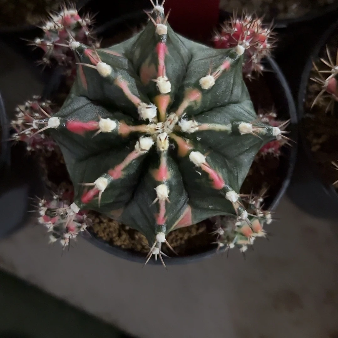 170-1113泰国发货多肉