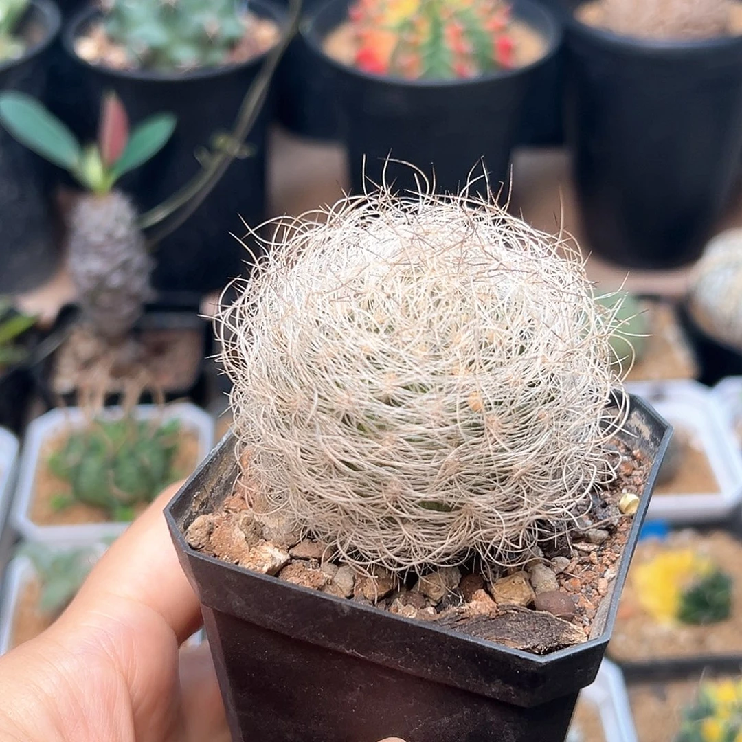 无花朵软刺银翁玉实生