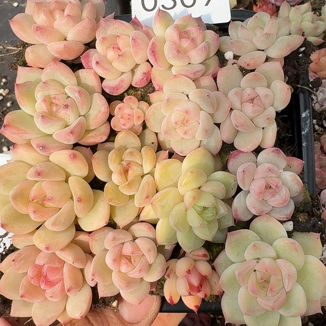 杂交新品珍妮多肉309