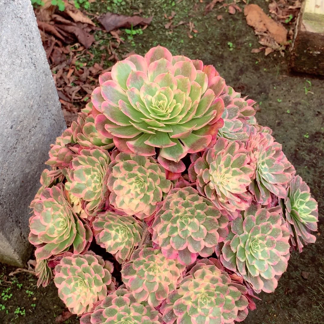 霁月捧花,多肉植物