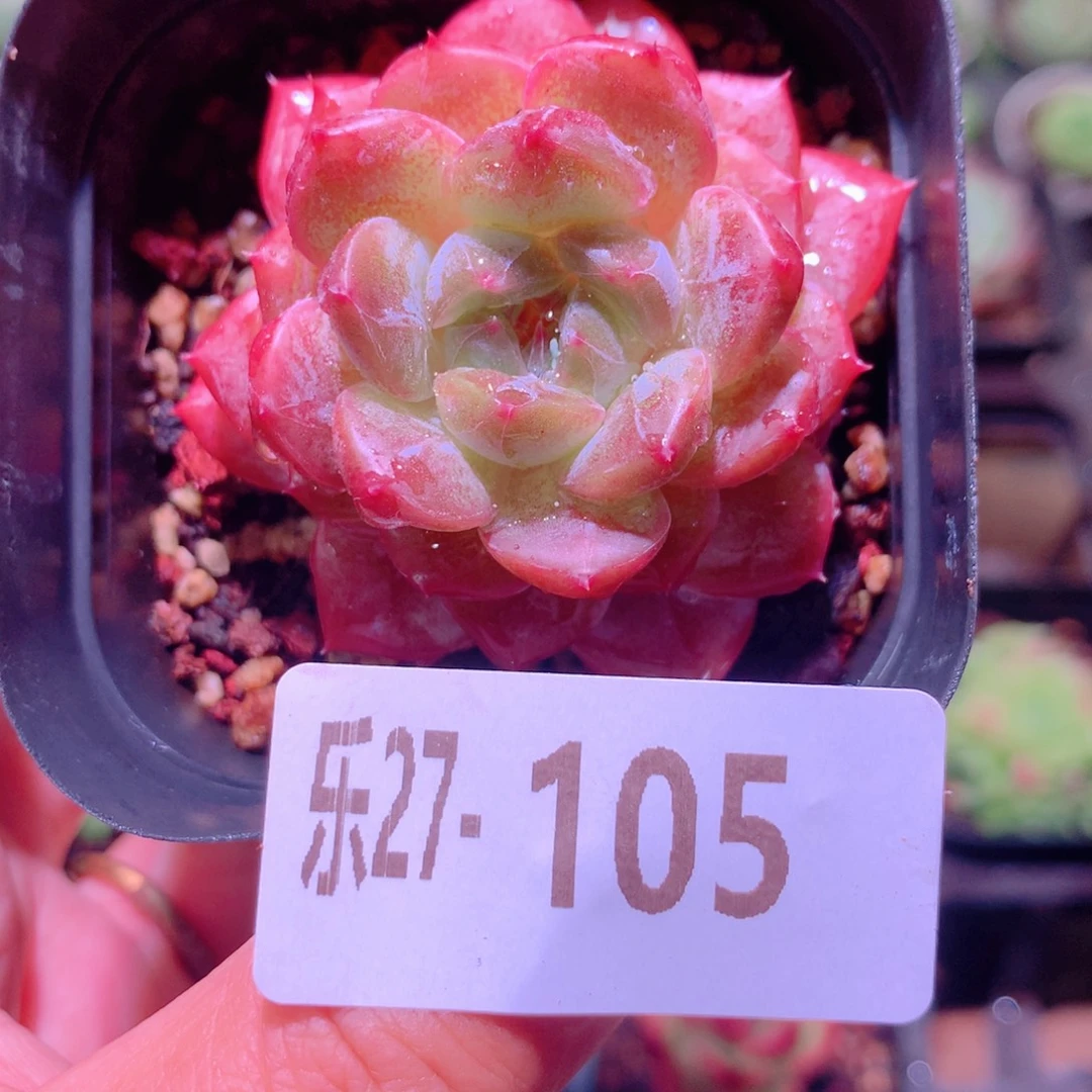 乐然27-105 新品单头