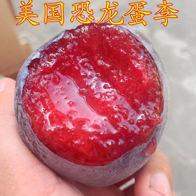 红心李子树苗美国恐龙蛋新品种嫁接苗庭院名贵树苗四季水果树
