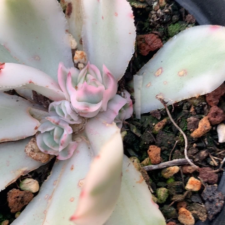 紫蝴蝶锦多肉植物