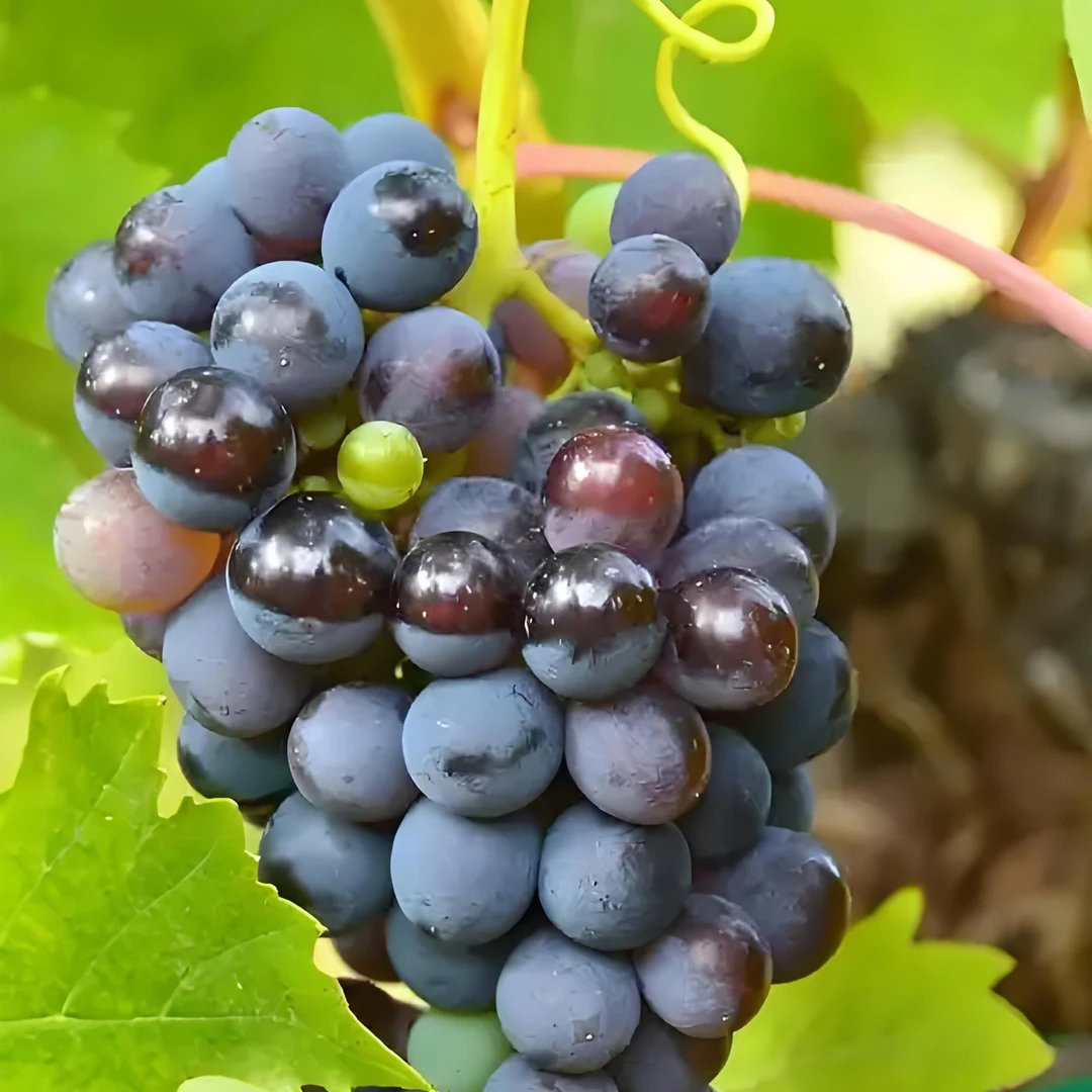 葡萄果苗巨峰水果树苗，葡萄树苗阳光玫瑰果树