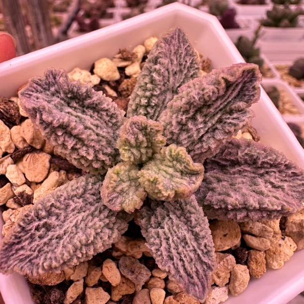 小蜗牛专拍叶片多肉水泡 一物一拍