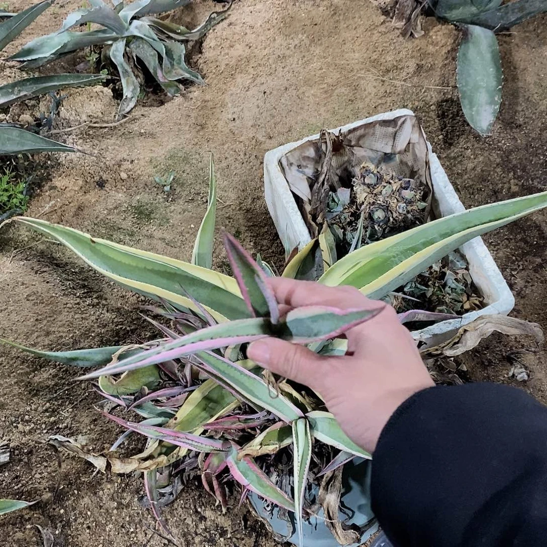 翠玉龙锦侧芽15公分左右一颗