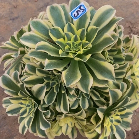 绿豆沙多肉植物125多肉