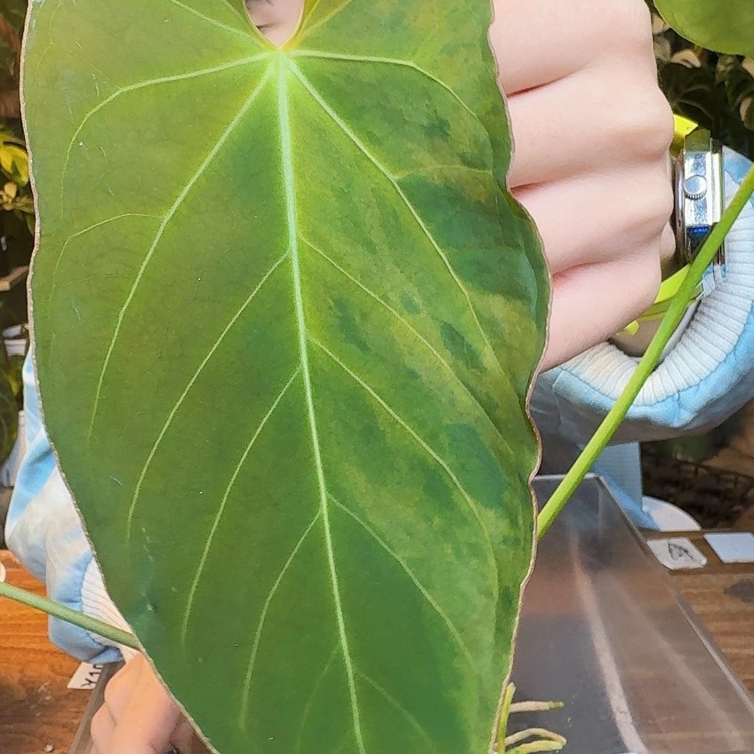 完全开放Z63华丽杂细脉水晶杂