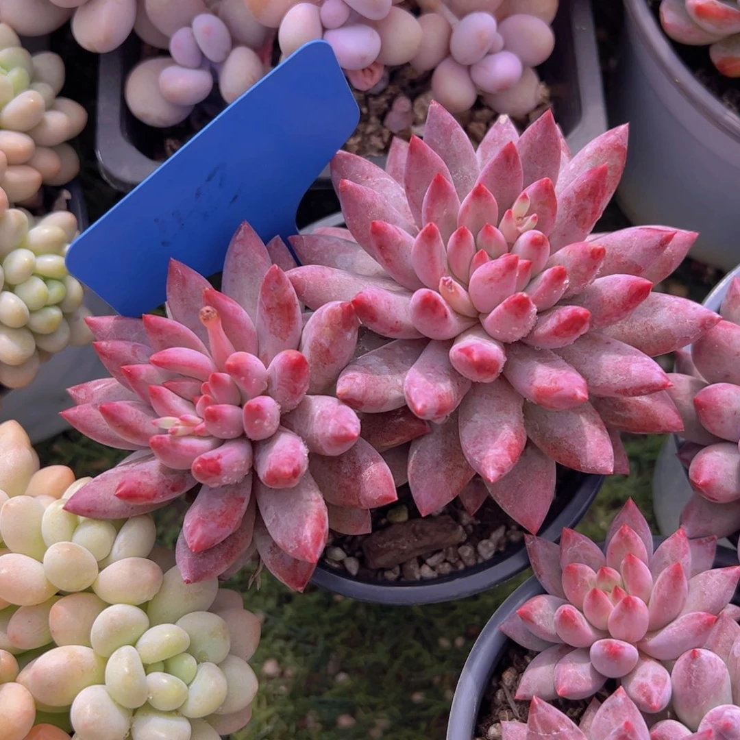 香玉的故事是一个人的