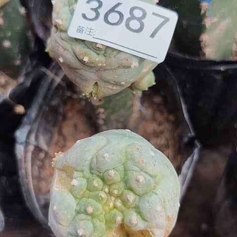 3687两个鱼处理处理处理