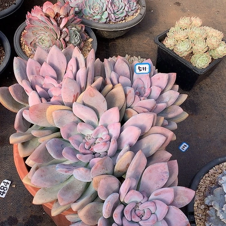 511奥普一物一拍多肉