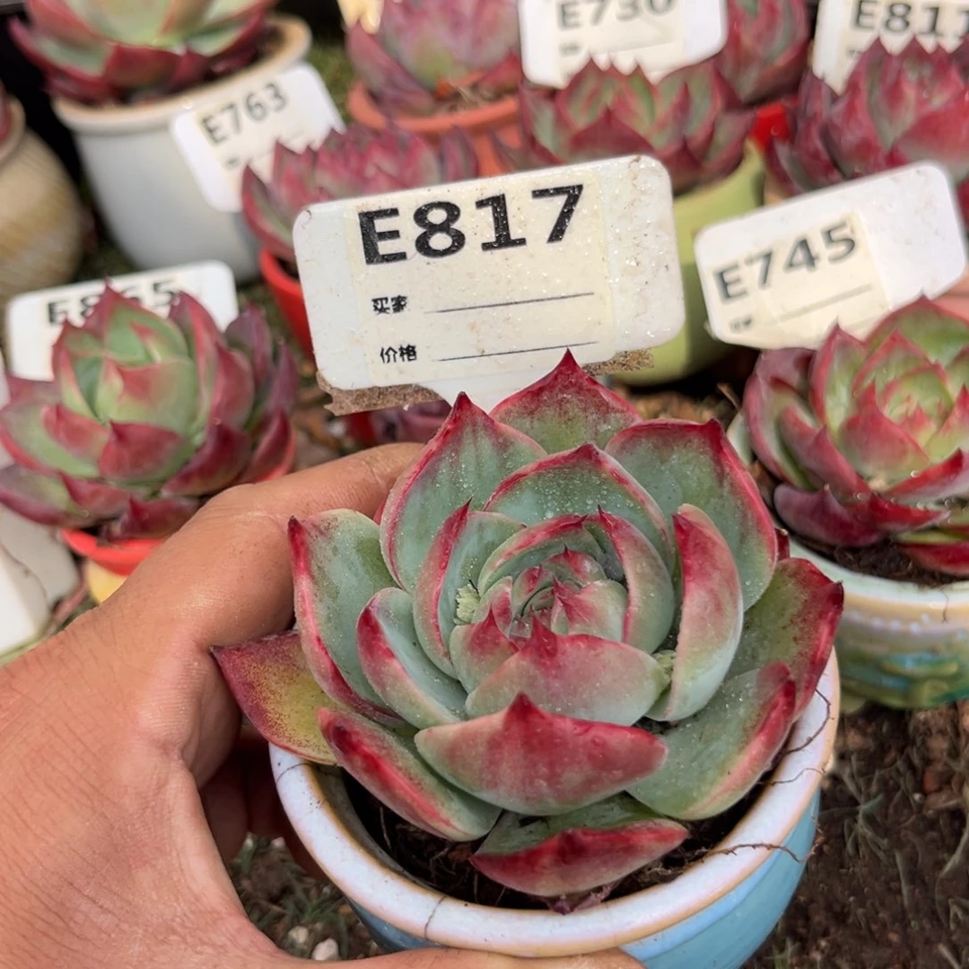 惊鸿一瞥817号多肉