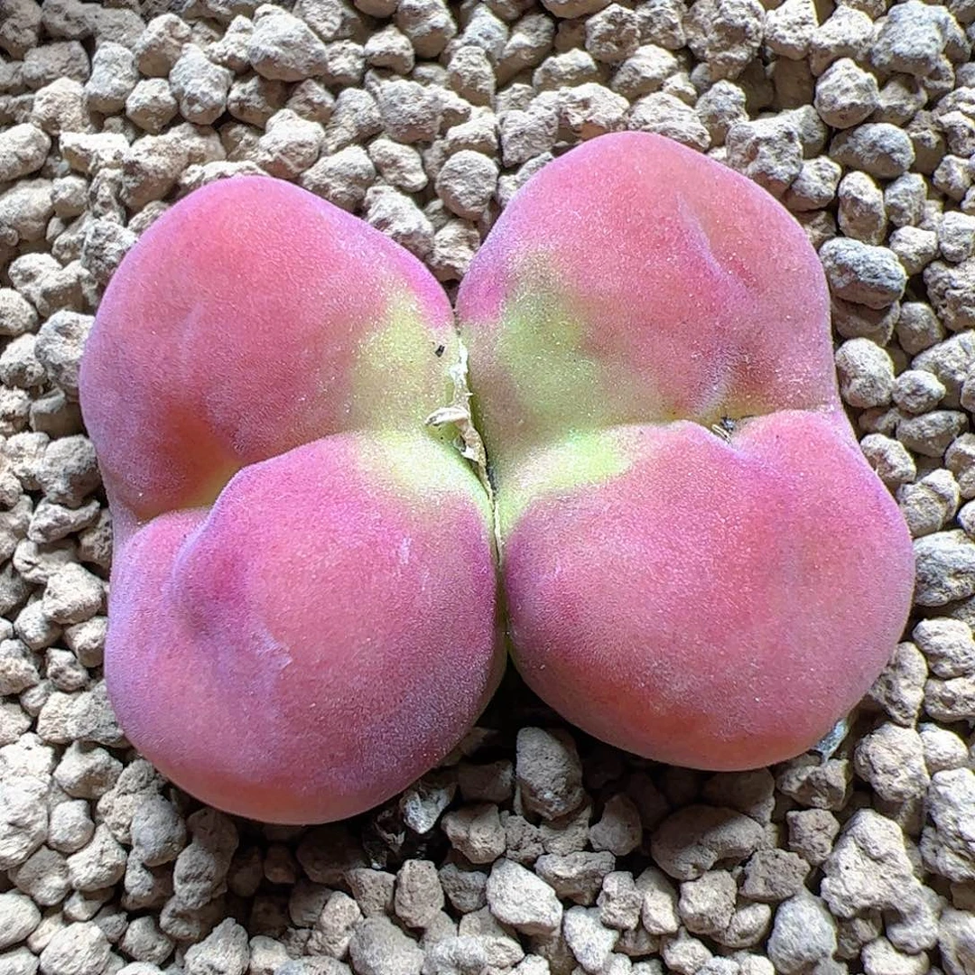 【闪购商品】274 水蜜桃