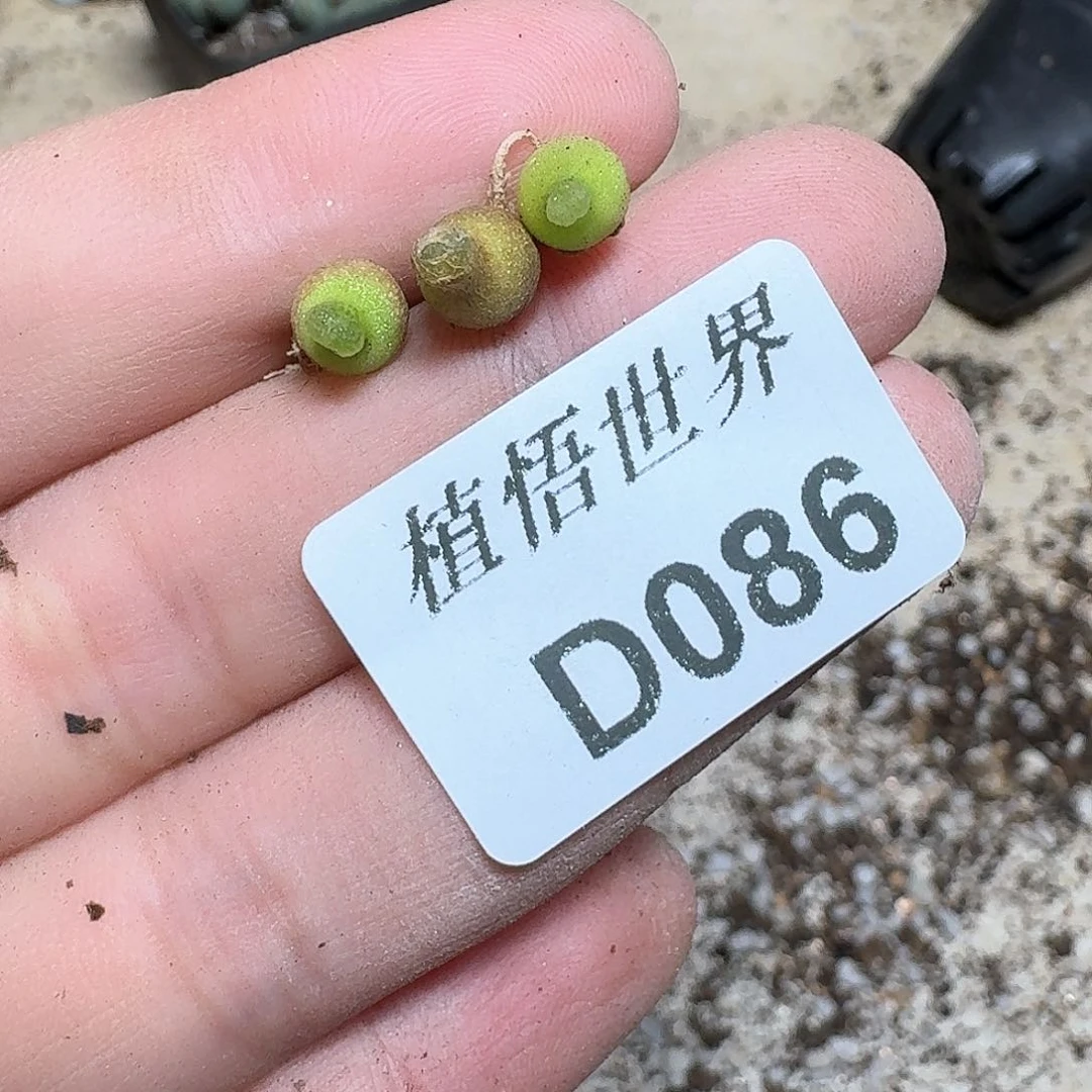 086号多肉植物哇f g