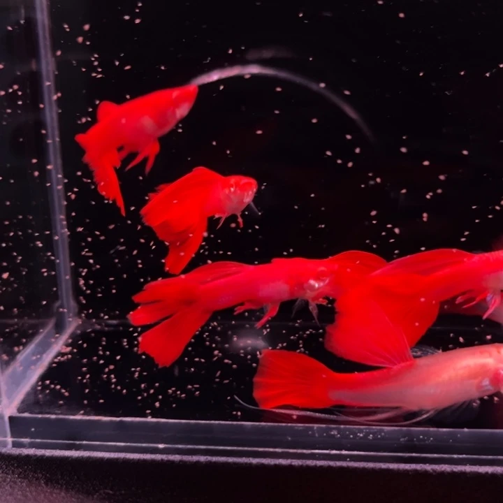 孔雀鱼福利血红6条
