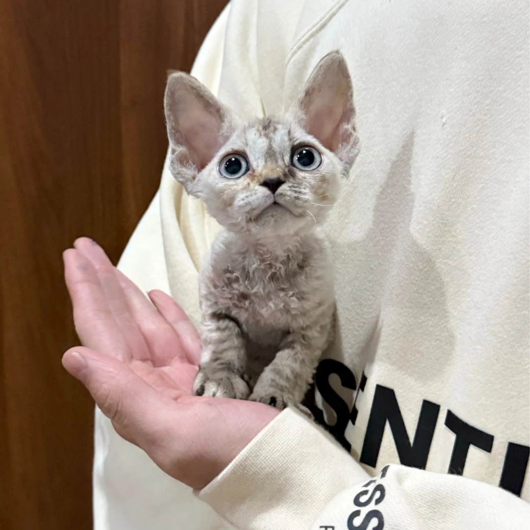 0528山猫色妹妹-米粒