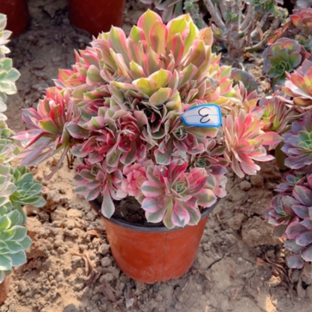 【闪购商品】女神3