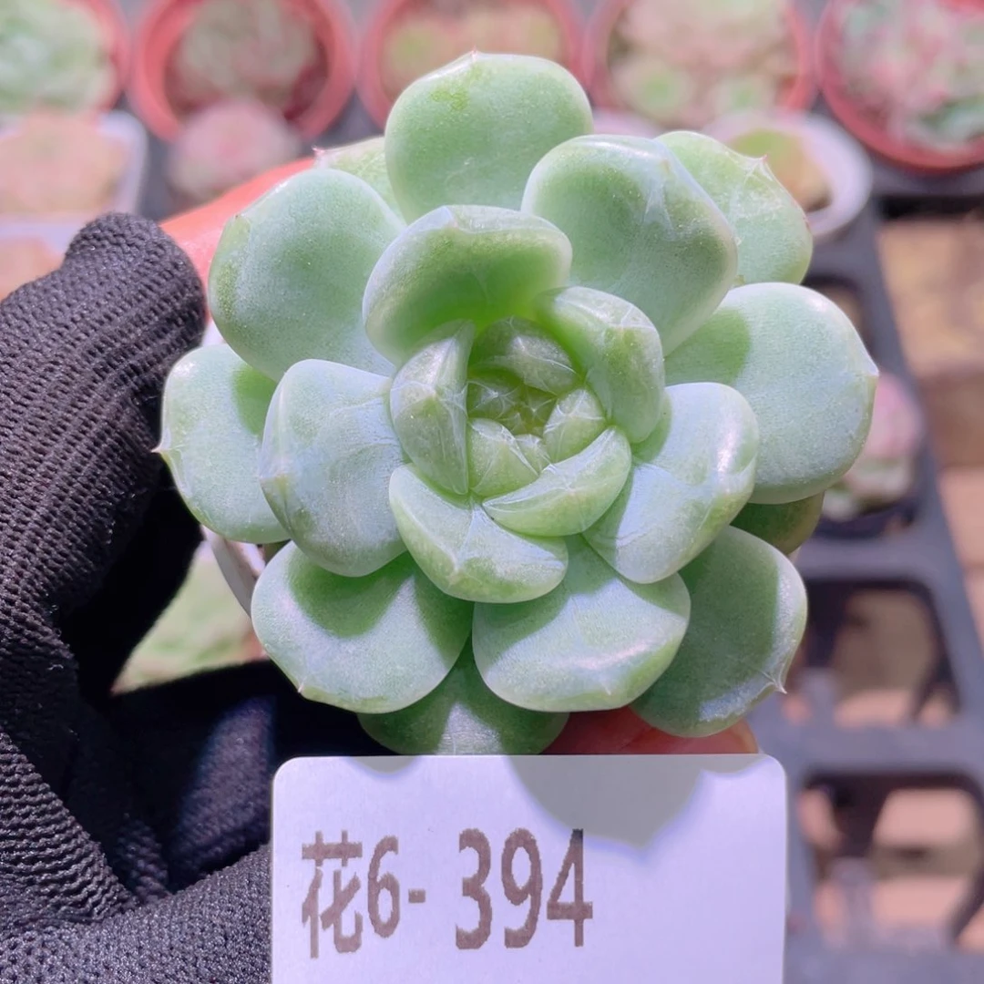 花利美6-394新品珍妮