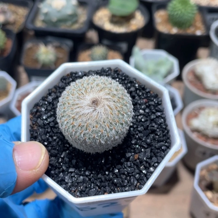 625月世界仙人球