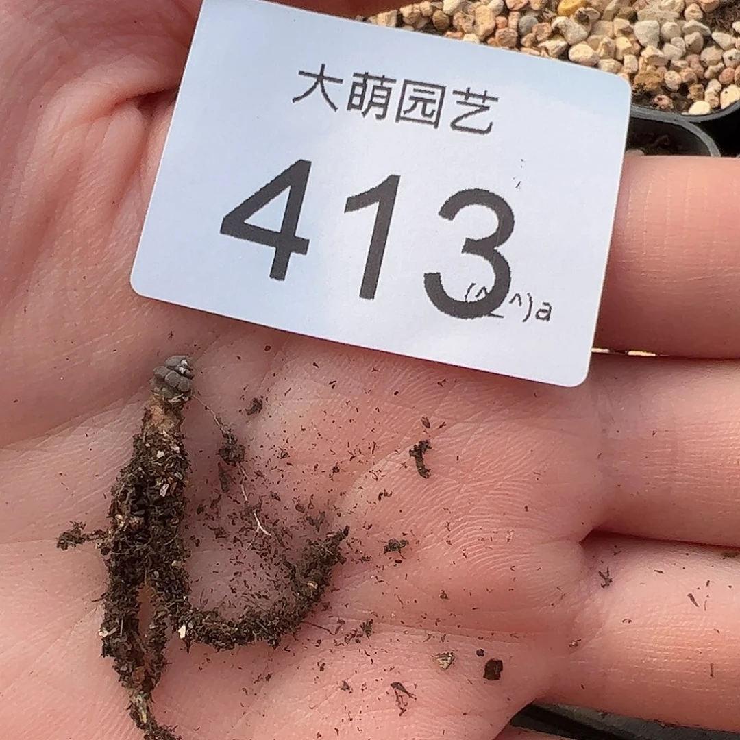 量拍以下1颗环尾狐猴。  413