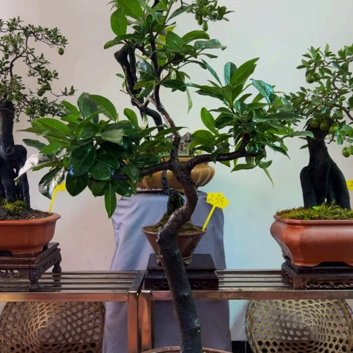 完全开放金弹子盆景一物一拍
