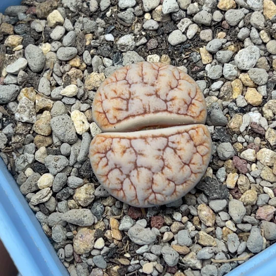 1352睫毛拿铁荒一颗