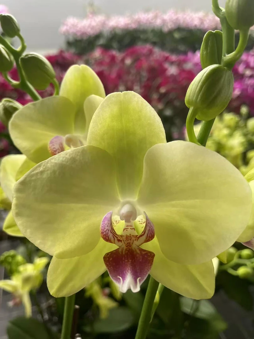 （沥青）欧品蝴蝶兰  室内高端兰花