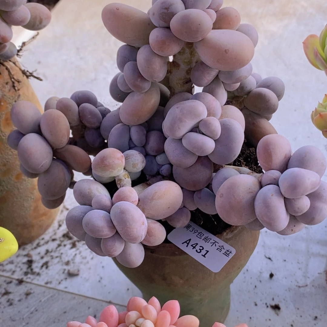 芭比奶洛17cm431多肉植物